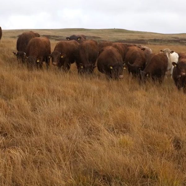 Luing Cattle grazing
