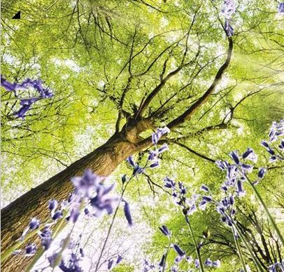 tree and bluebells