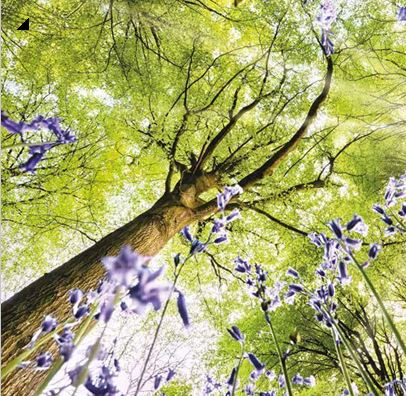 tree and bluebells