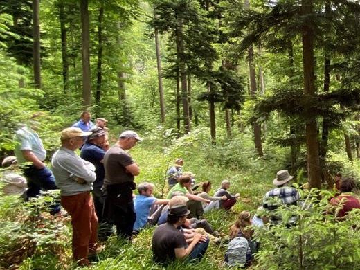 group of people among conifer trees
