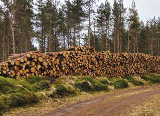 timber piled up