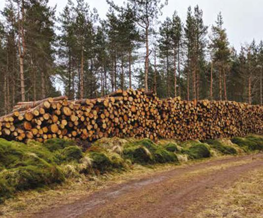 timber piled up