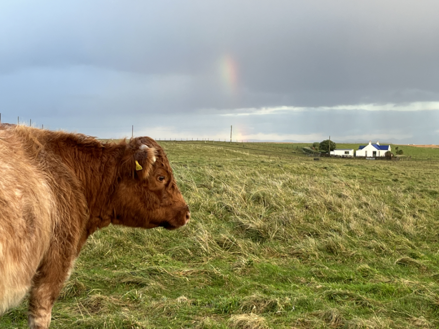 Cow near a croft Cow near croft