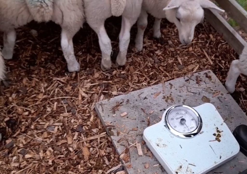 Weighing lambs