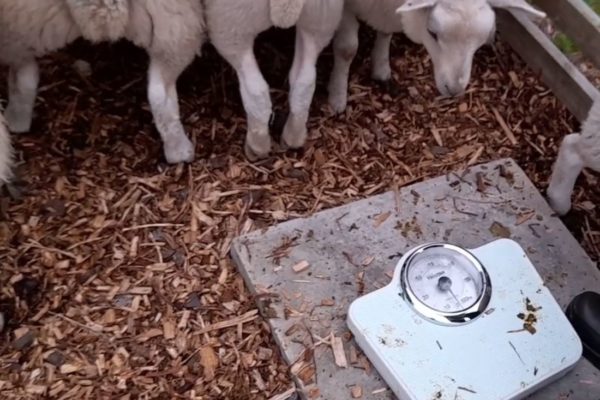 Weighing lambs