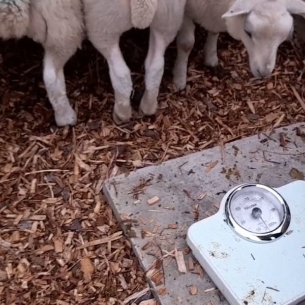 Weighing lambs