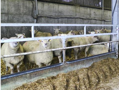 Older lambs housed inside