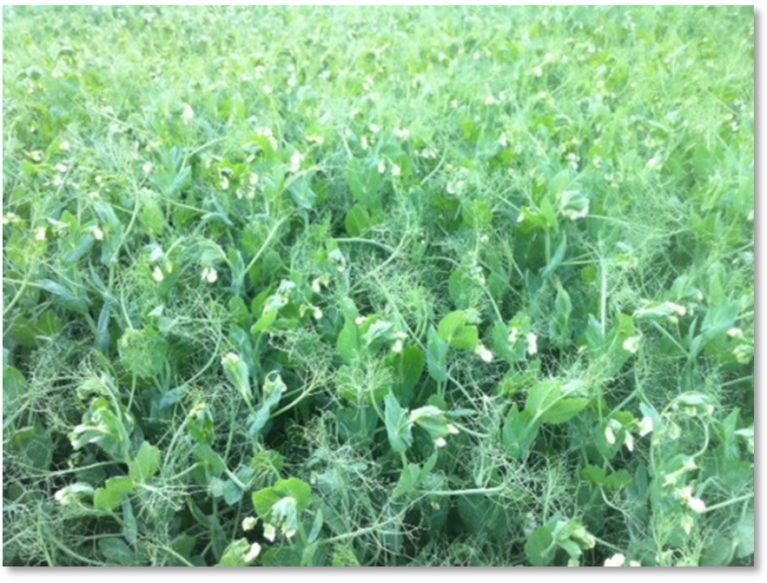 A field of peas