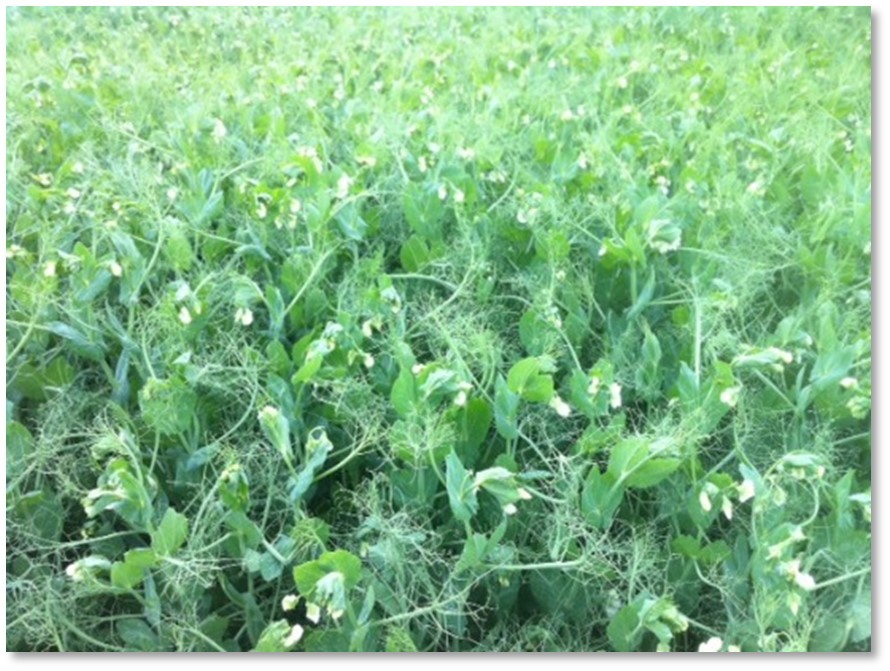 A field of peas