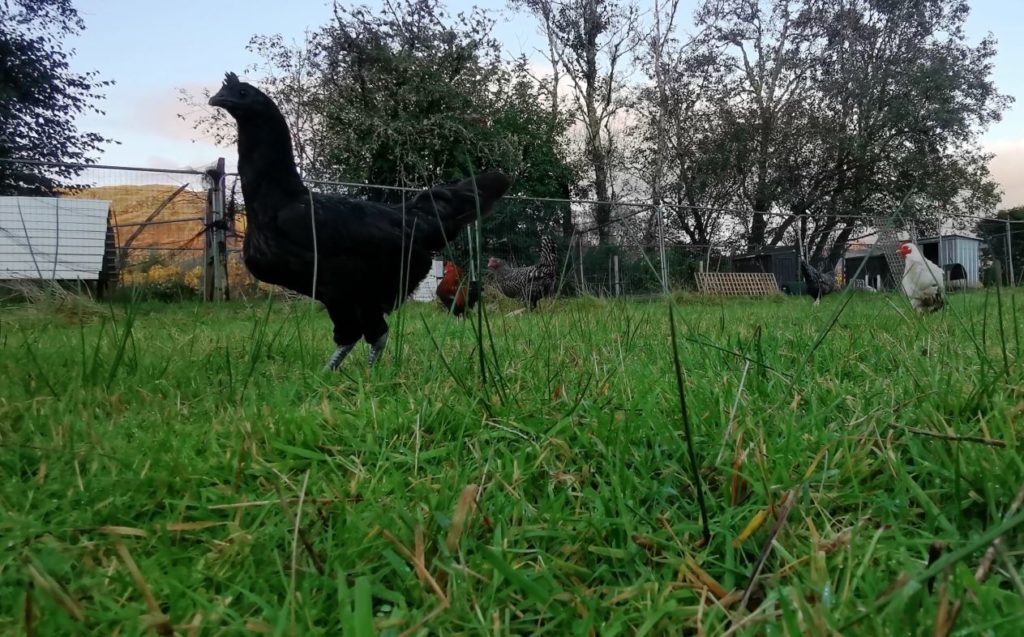 Poultry in field