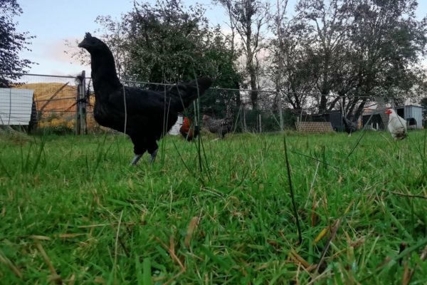 Poultry in field