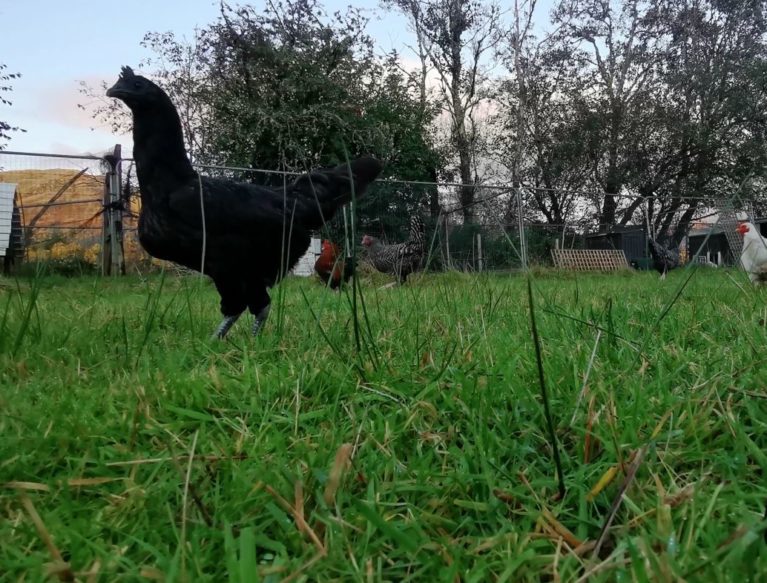 Poultry in field