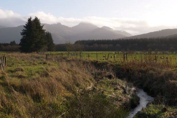 River running next to a field