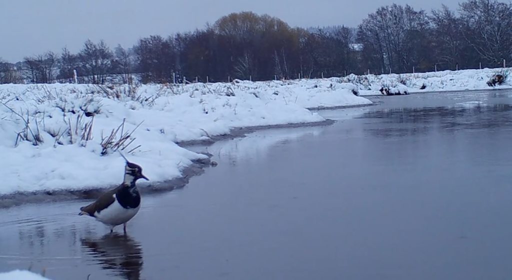 Bird on a frozen lake with snow surrounding it