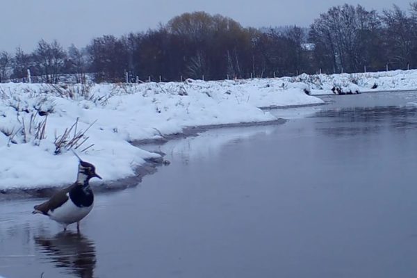 Bird on a frozen lake with snow surrounding it