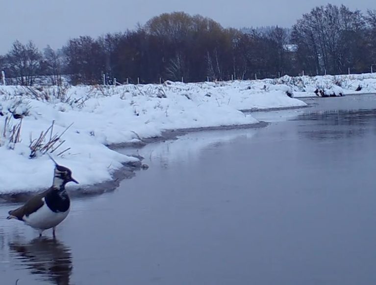 Bird on a frozen lake with snow surrounding it