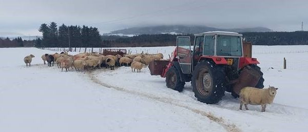 Tractor and sheep in a snowy field