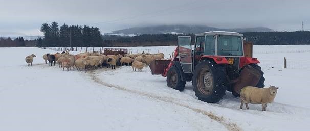 Tractor and sheep in a snowy field