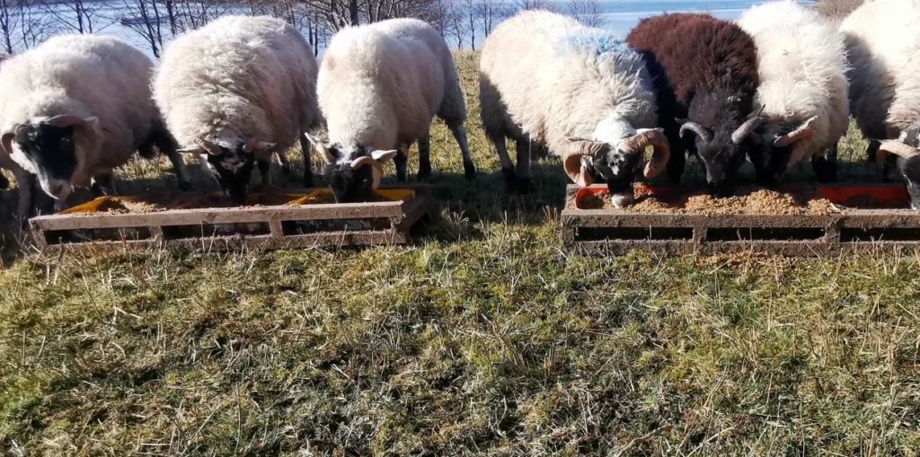 Sheep feeding at trough