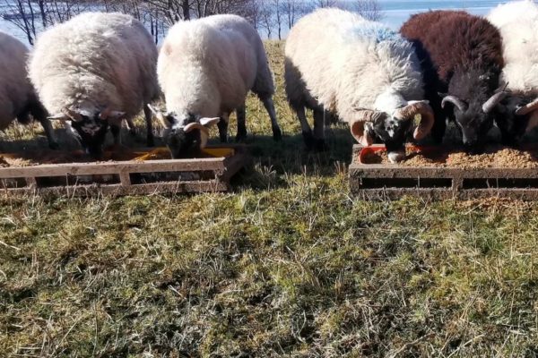 Sheep feeding at trough