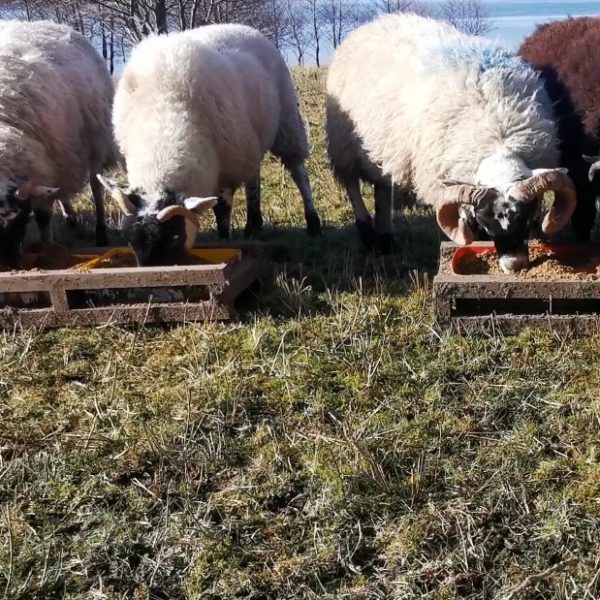 Sheep feeding at trough