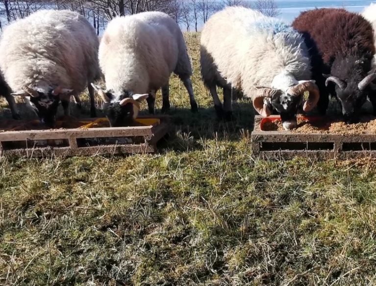 Sheep feeding at trough