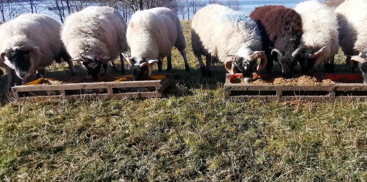 Sheep feed trough alternative designs information helping farmers in