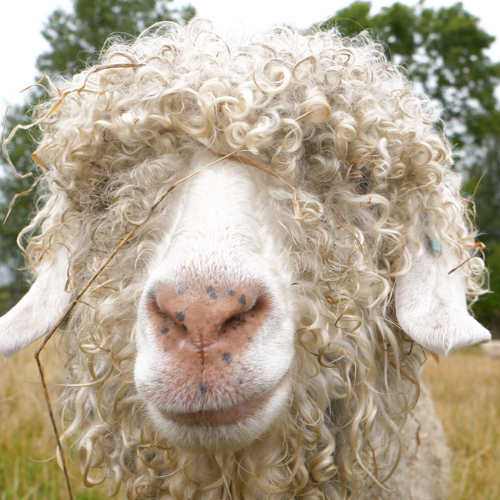 Scottish Mohair