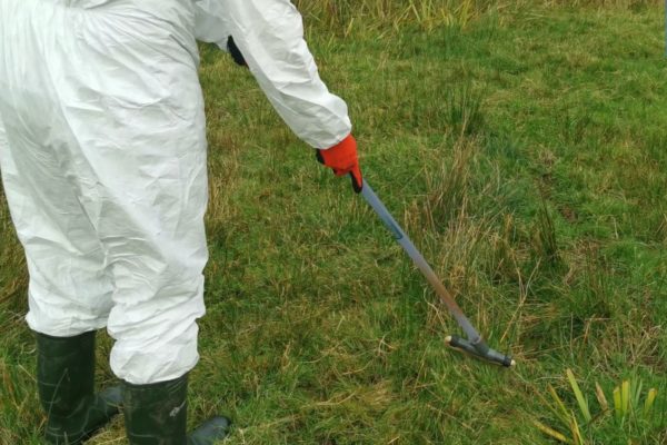 Spraying weeds