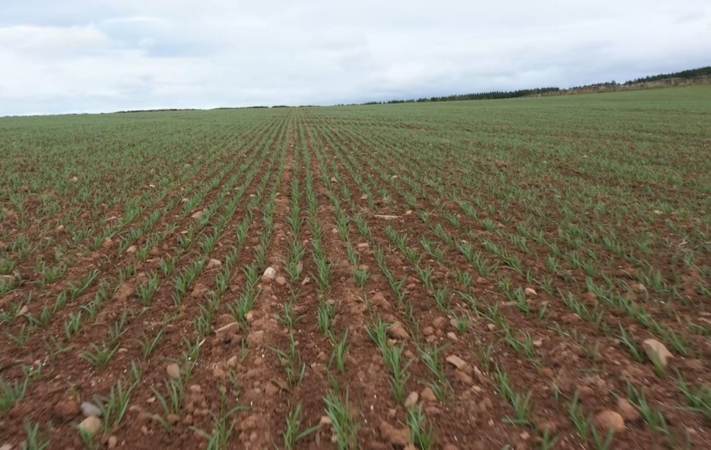 Arable crop seedlings