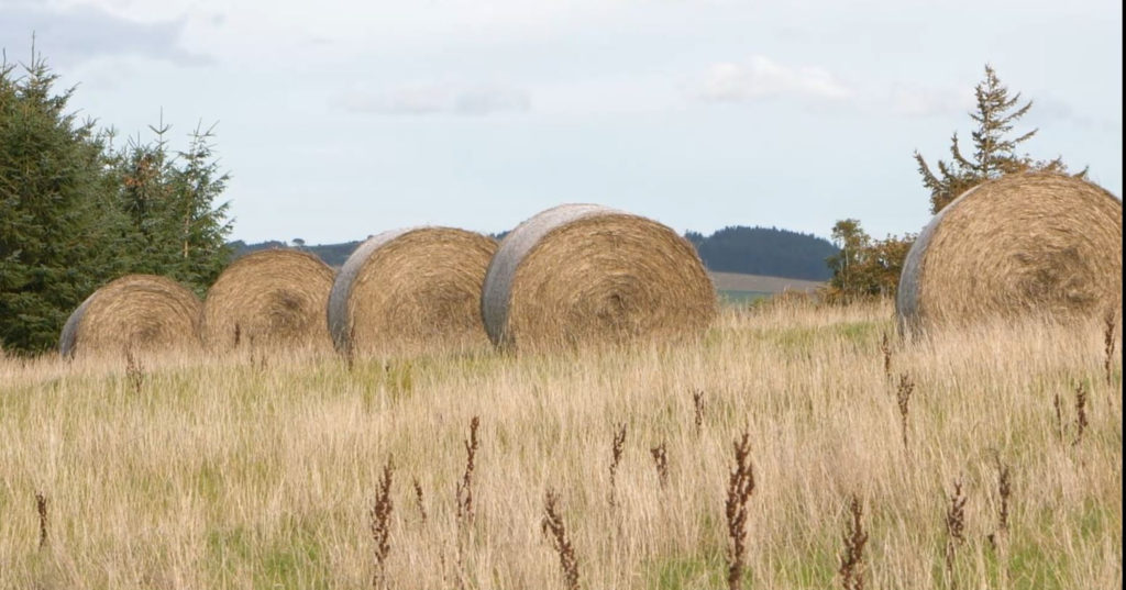 Straw round bales