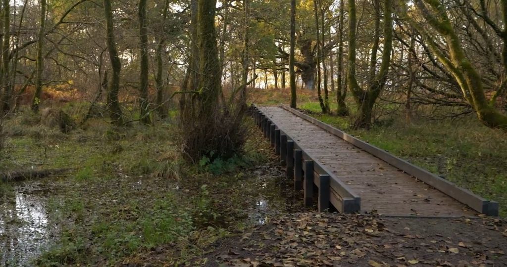 Woodland walk - bridge through a wood