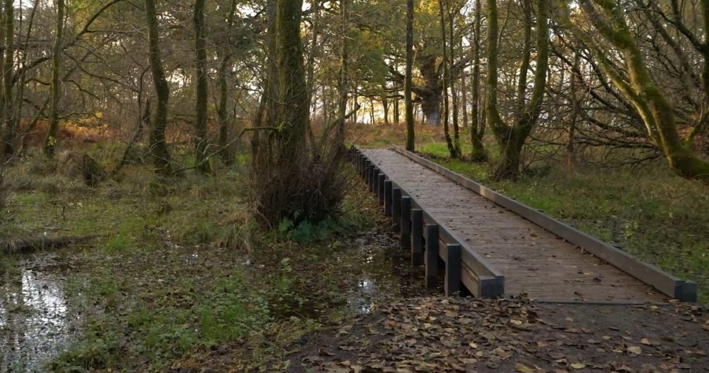 Woodland walk - bridge through a wood