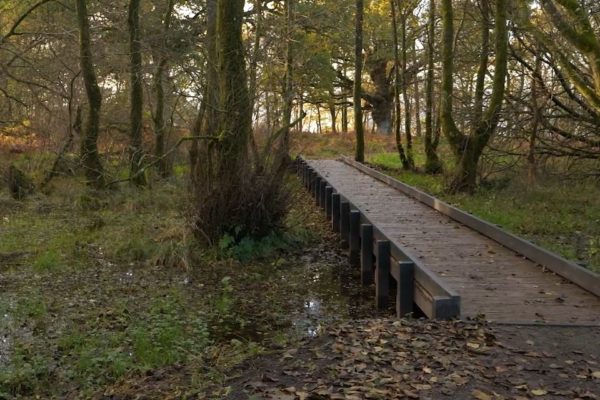 Woodland walk - bridge through a wood