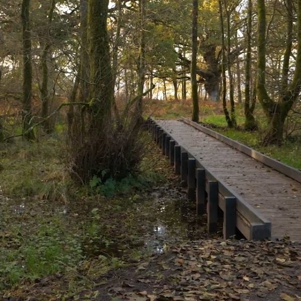 Woodland walk - bridge through a wood