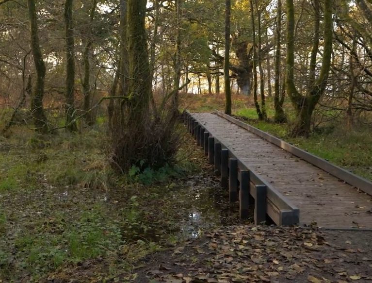 Woodland walk - bridge through a wood