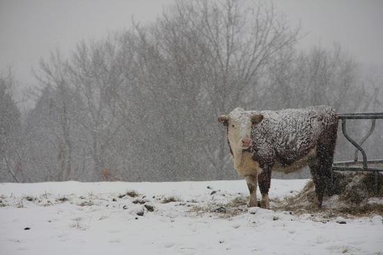 a cow standing in the snow.