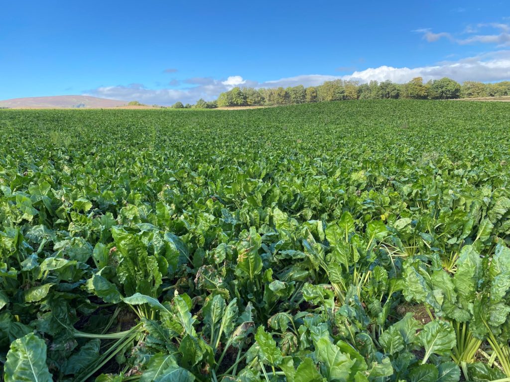 Field of sugar beet