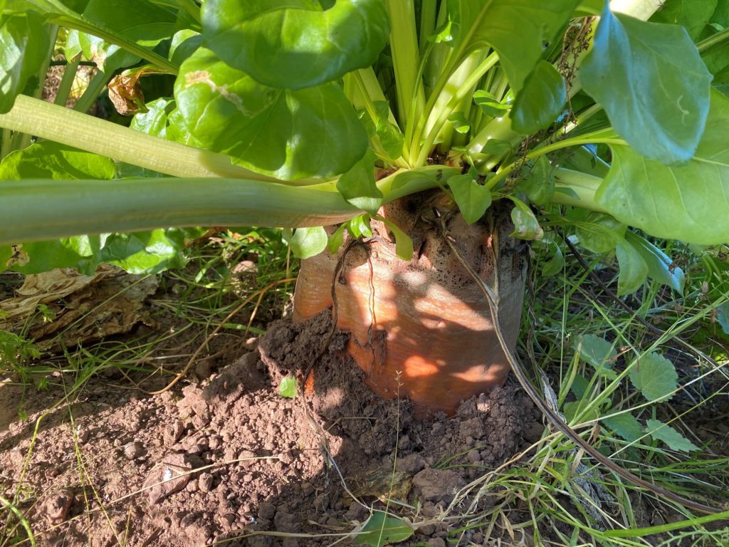 Sugar beet bulb