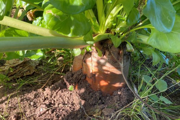 Sugar beet bulb