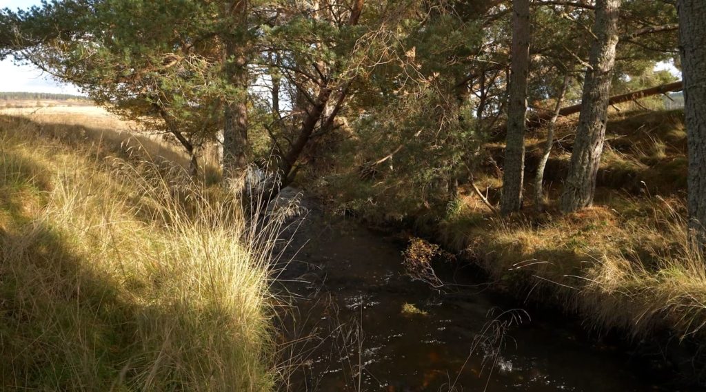 river running through trees