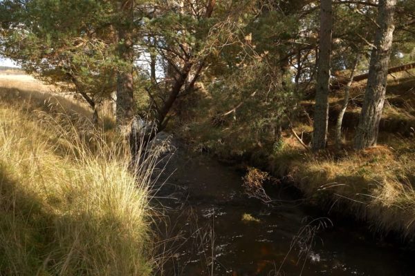 river running through trees