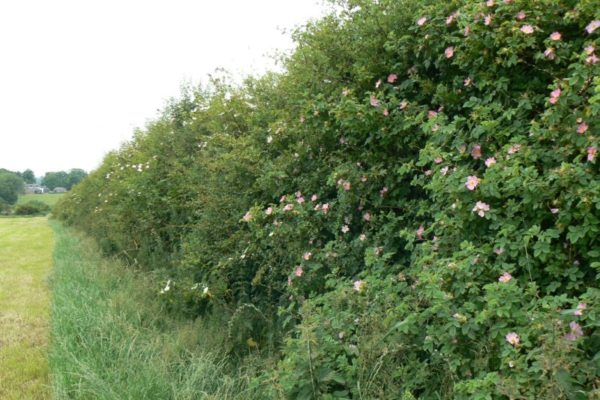 hedgerow flowers