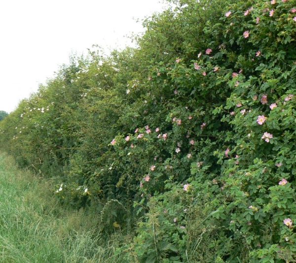 hedgerow flowers