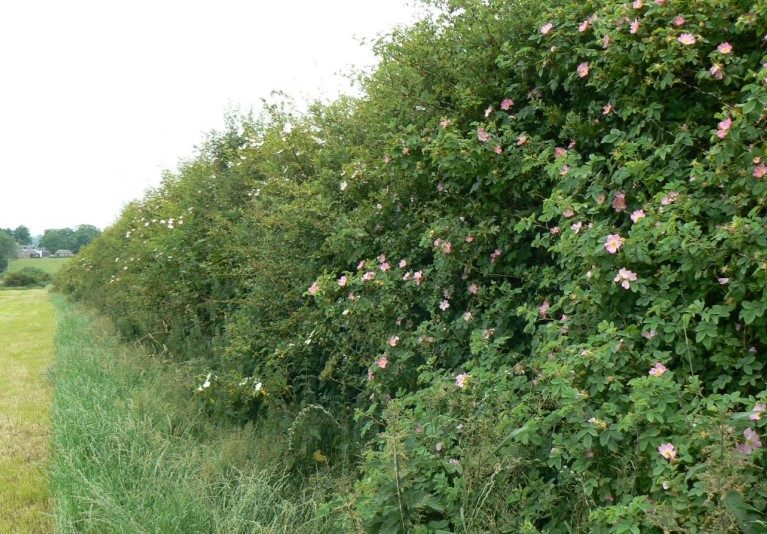 hedgerow flowers