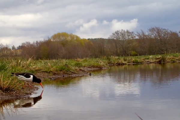 floodplain with bird