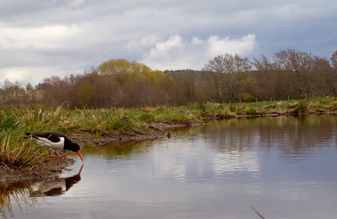 floodplain with bird