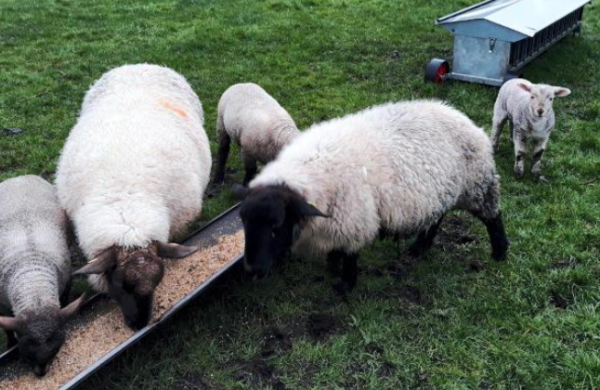 Ewes and lambs feeding at a trough