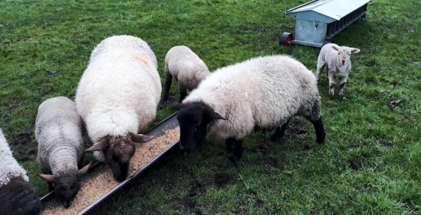 Ewes and lambs feeding at a trough