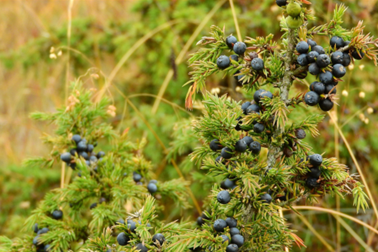 juniper berries